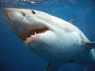 Carcharodon carcharias: 17-feet long, 5,000 lbs, more than 3,000 teeth.
